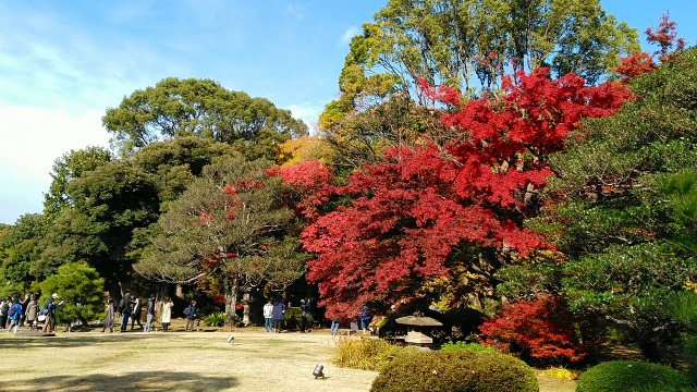 2019年　六義園の紅葉