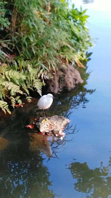 2019年　六義園の紅葉