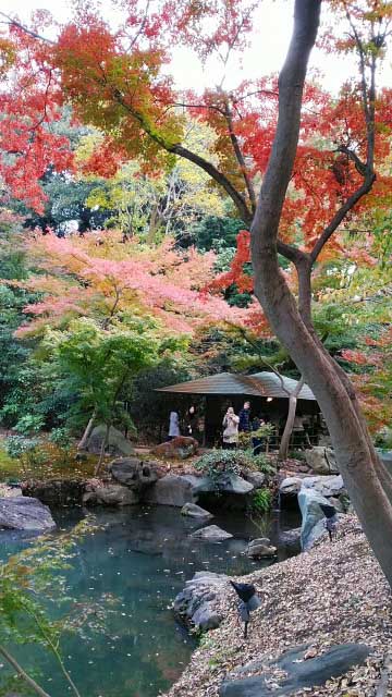 2019年　六義園の紅葉