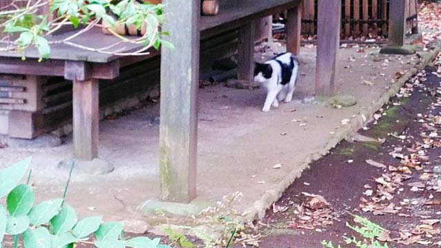 2019年　六義園の紅葉