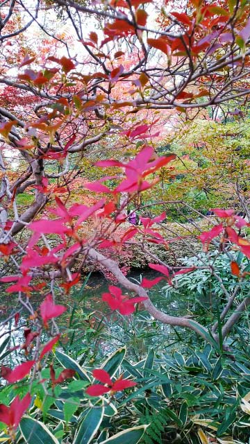 2019年　六義園の紅葉