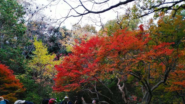 2019年　六義園の紅葉