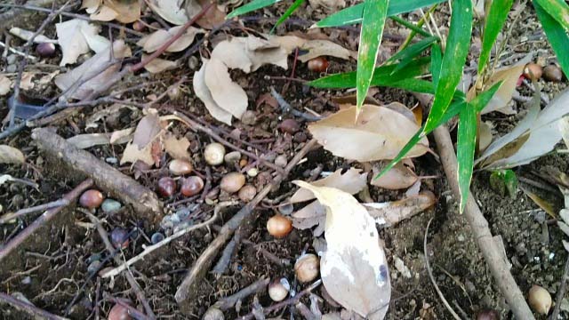 2019年　六義園の紅葉