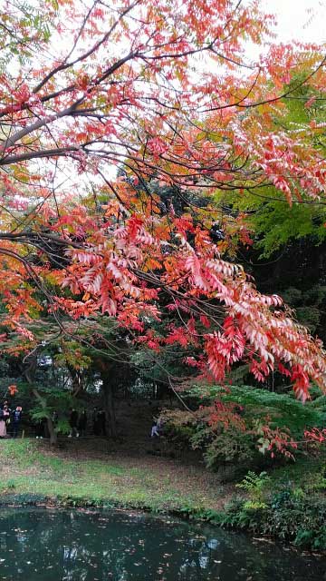 2019年　六義園の紅葉