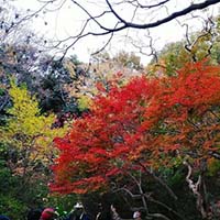 2019年六義園の紅葉