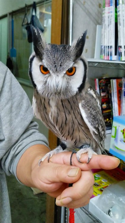 事務所で遊ぶフクロウ三羽 かわいい シロフクロウ メンフクロウ アフリカオオコノハズク 中小企業のコーポレートサイト ｅｃサイトの制作 改善の いろあざやかラボ 旧 コラボｍｋ