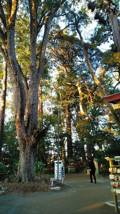 大杉｜麻賀多神社、天之日津久神社（成田市）