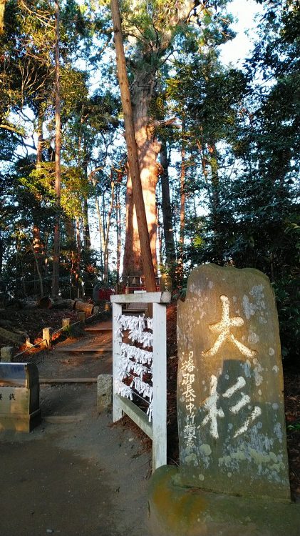 大杉｜麻賀多神社、天之日津久神社（成田市）