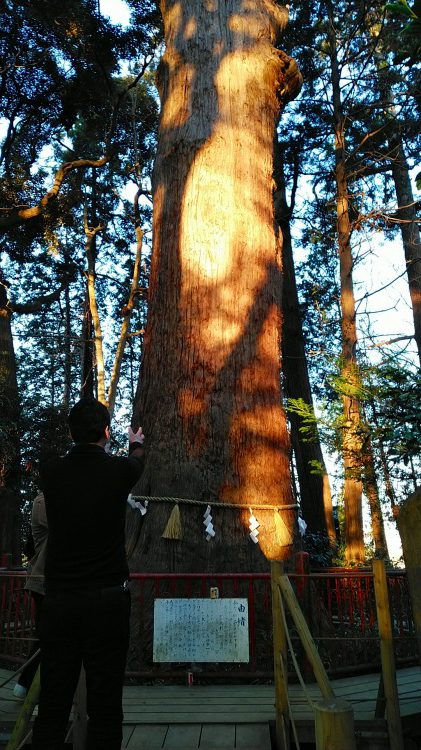 大杉｜麻賀多神社、天之日津久神社（成田市）