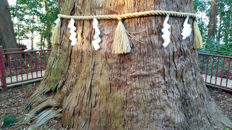 大杉｜麻賀多神社、天之日津久神社（成田市）