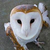 事務所で遊ぶフクロウ三羽 かわいい シロフクロウ メンフクロウ アフリカオオコノハズク 中小企業のコーポレートサイト ｅｃサイトの制作 改善の いろあざやかラボ 旧 コラボｍｋ